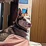 dog, husky, blue_eyes, bed, blanket, indoor, wooden_closet, wall_art, star_decals, carpet, pet, collar, fur, animal, resting, side_view, cozy, home, comfortable, looking_away