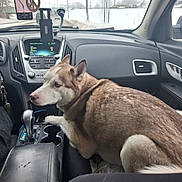 Cassian is registered to the contest to win money with this photo: dog, husky, car_interior, passenger_seat, winter, snow, dashboard, gear_shift, car_window, seat, person, seatbelt, road, steering_wheel, animal, pet, fur, cold_weather, travel, companion