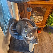 Mr. Mystery joined the competition — help win amazing prizes! cat, cat_tree, gray_cat, indoor, furniture, wooden_floor, cabinet, glass, plant, pet, yellow_eyes, resting, cozy, curious, whiskers, toy, scratching_post, home, window, floor
