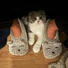 cat, slippers, feet, wooden_floor, cozy, gray_and_white, furry, animal, pet, indoor, cute, soft, resting, paws, footwear, relaxed, home, comfort, sleepy, feline