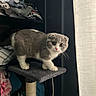 Mayzy participe au concours pour gagner de l'argent avec cette photo : cat, scottish_fold, gray_cat, white_paws, cat_tree, indoor, curtains, clothing, shelf, curious, pet, furniture, whiskers, wide_eyes, cozy, soft_light, domestic, kitten, playful, household