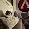 Mayzy participe au concours pour gagner de l'argent avec cette photo : cat, indoor, couch, blanket, pillows, window, wall_art, cozy, furniture, relaxed, pet, fur, comfortable, home, living_room, curious, gray, white, soft, resting
