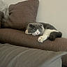 cat, sleeping, couch, brown, cushion, indoor, pet, feline, cozy, resting, fur, whiskers, paw, relaxation, home, animal, domestic, soft, quiet, comfortable
