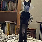 Mio is registered to the contest to win money with this photo: black_cat, cone, pet, bed, blanket, bookshelf, books, fan, furniture, indoor, curious, standing, alert, cozy, animal, domestic, home, room, cat, protective_cone