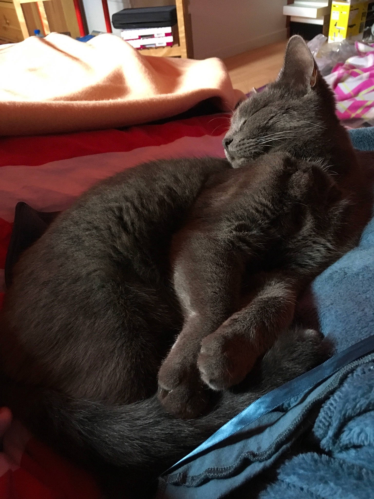 Saphir a rejoint le concours — aidez-le/la à gagner de superbes lots ! asian, black_cat, carnivore, cat, chartreux, claw, comfort, domestic_short_haired_cat, felidae, fur, havana_brown, korat, nap, nebelung, russian_blue, sleep, small_to_medium_sized_cats, snout, tail, whiskers