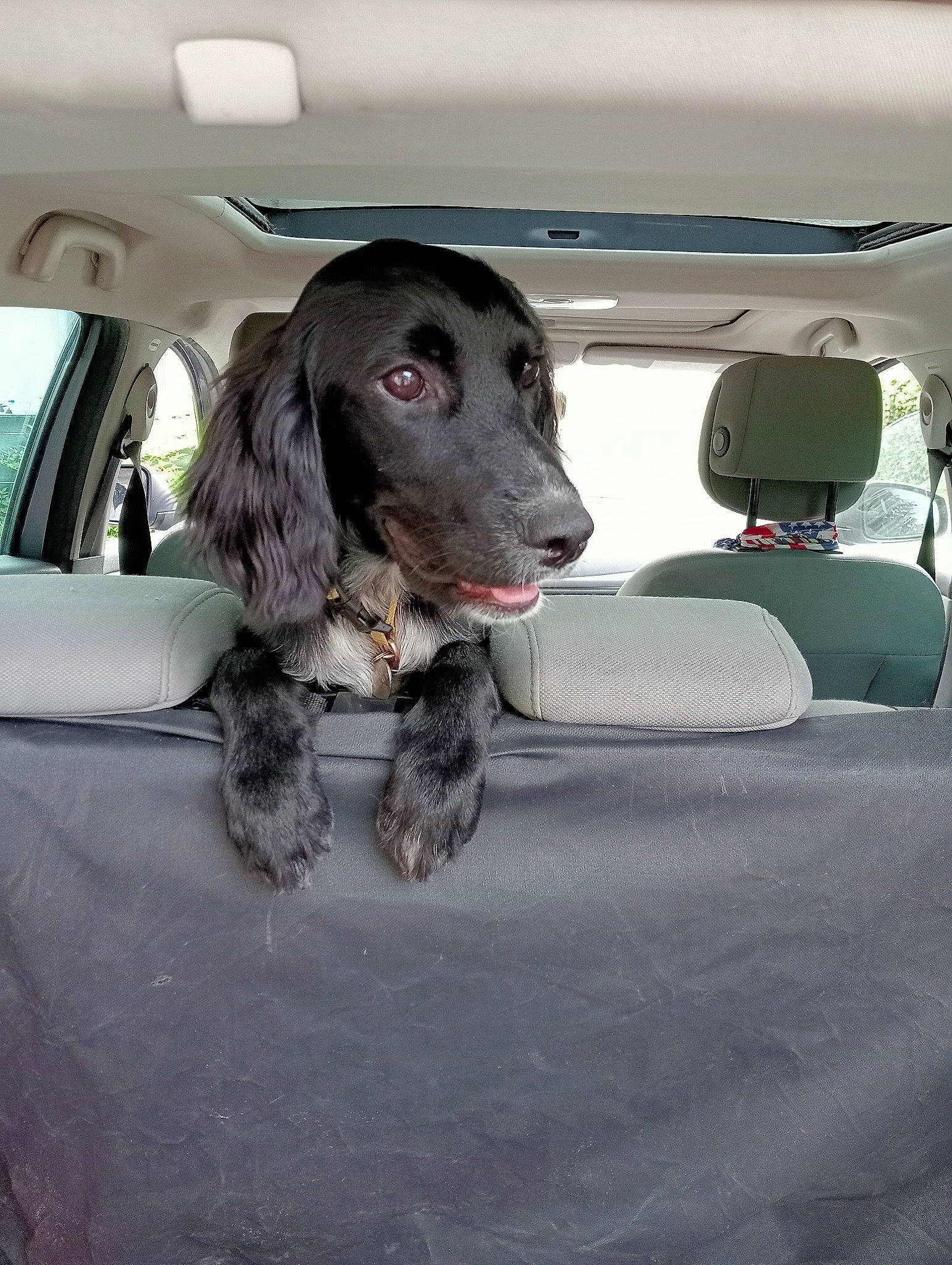 Thelma a rejoint le concours — aidez-le/la à gagner de superbes lots ! auto_part, automotive_design, automotive_exterior, automotive_window_part, car, car_seat, car_seat_cover, carnivore, companion_dog, dog, dog_breed, family_car, gun_dog, luxury_vehicle, motor_vehicle, snout, sporting_group, vehicle, vehicle_door, windshield