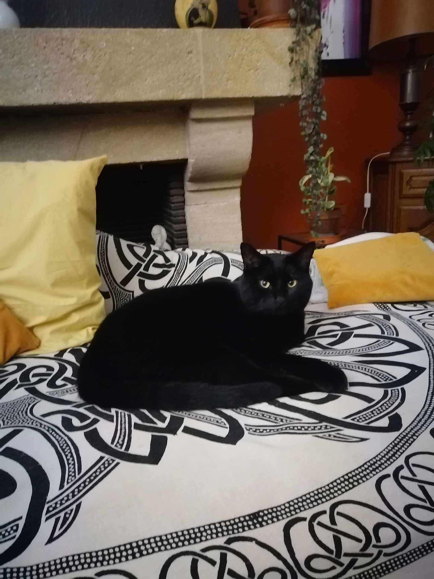 Louis a rejoint le concours — aidez-le/la à gagner de superbes lots ! black_cat, cat, bedspread, patterned, yellow_pillow, cushion, indoor, furniture, fireplace, plant, home_decor, resting, pet, cozy, living_room, animal, relaxation, comfort, domestic_cat, feline