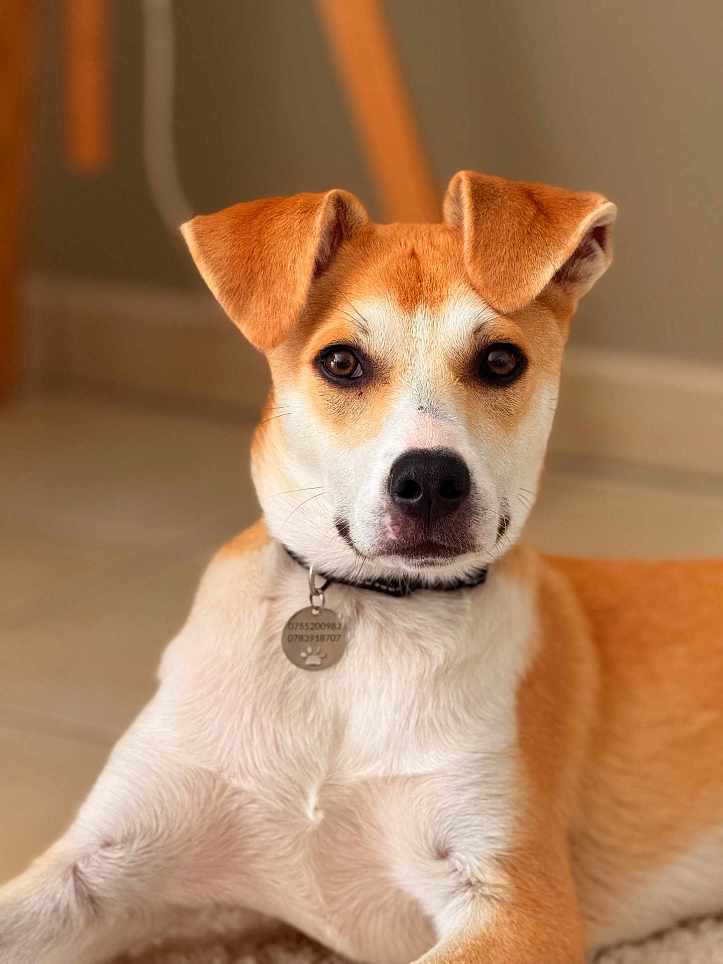 Merlot participe au concours pour gagner de l'argent avec cette photo : animal, brown, canine, collar, cute, dog, domestic, ears, eyes, floor, fur, indoor, lying_down, nose, pet, portrait, relaxed, tag, tile, white