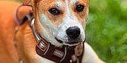 Merlot a rejoint le concours — aidez-le/la à gagner de superbes lots ! animal, brown, canine, closeup, cute, dog, ears, expression, face, friendly, fur, grass, harness, laying, nature, nose, outdoor, pet, portrait, white