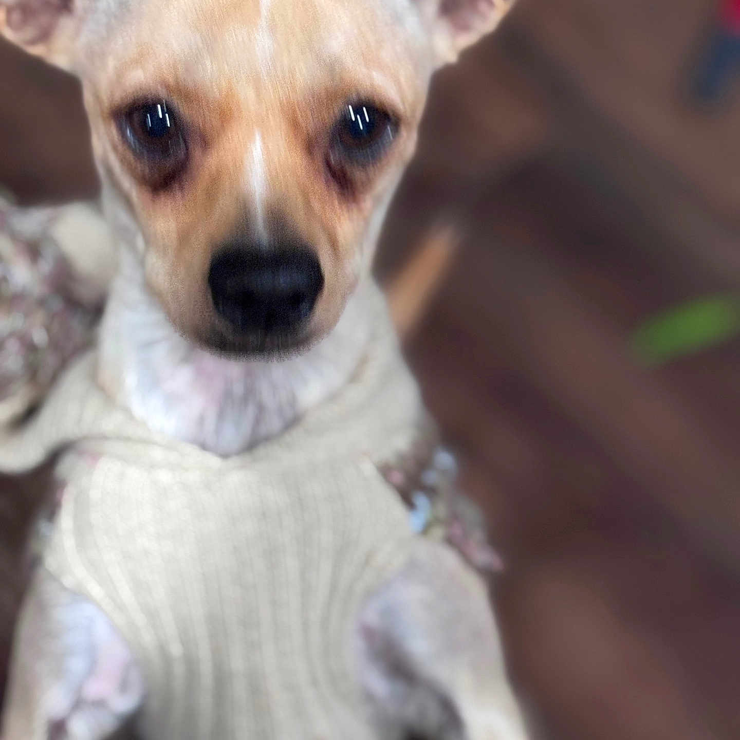 Bambi is registered to the contest to win money with this photo: accessories, animal, canine, chihuahua, cockerspaniel, dog, hound, leash, papillon, pet, poodle, puppy, snout, strap, terrier, whitedog