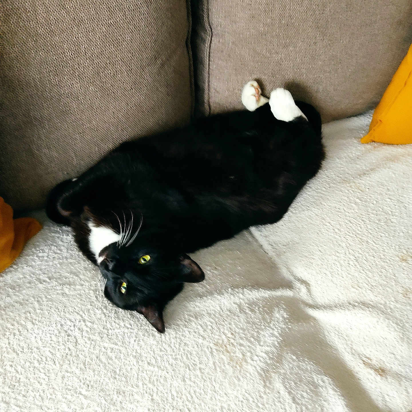 Chouchou a rejoint le concours — aidez-le/la à gagner de superbes lots ! abyssinian, animal, architecture, armchair, bed, blackcat, blanket, building, cat, chair, couch, cushion, furniture, homedecor, indoors, kitten, livingroom, manx, pet, room