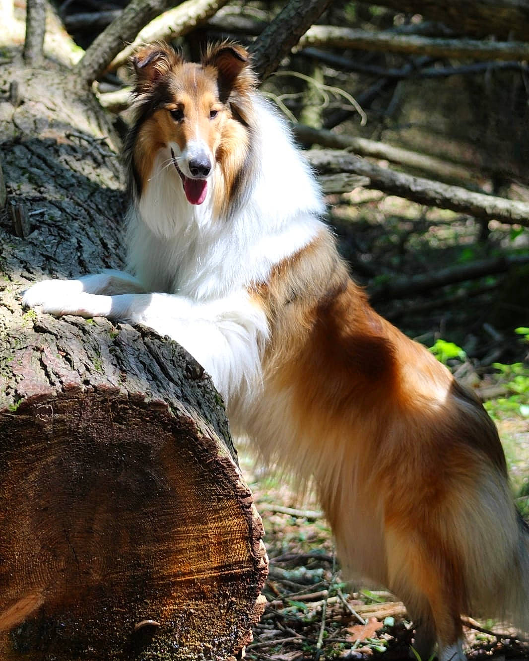 Dandy is registered to the contest to win money with this photo: canidae, carnivore, collie, companion_dog, dog, dog_breed, fawn, felidae, fur, plant, rough_collie, scotch_collie, shetland_sheepdog, snout, sporting_group, terrestrial_animal, tree, trunk, whiskers, wood