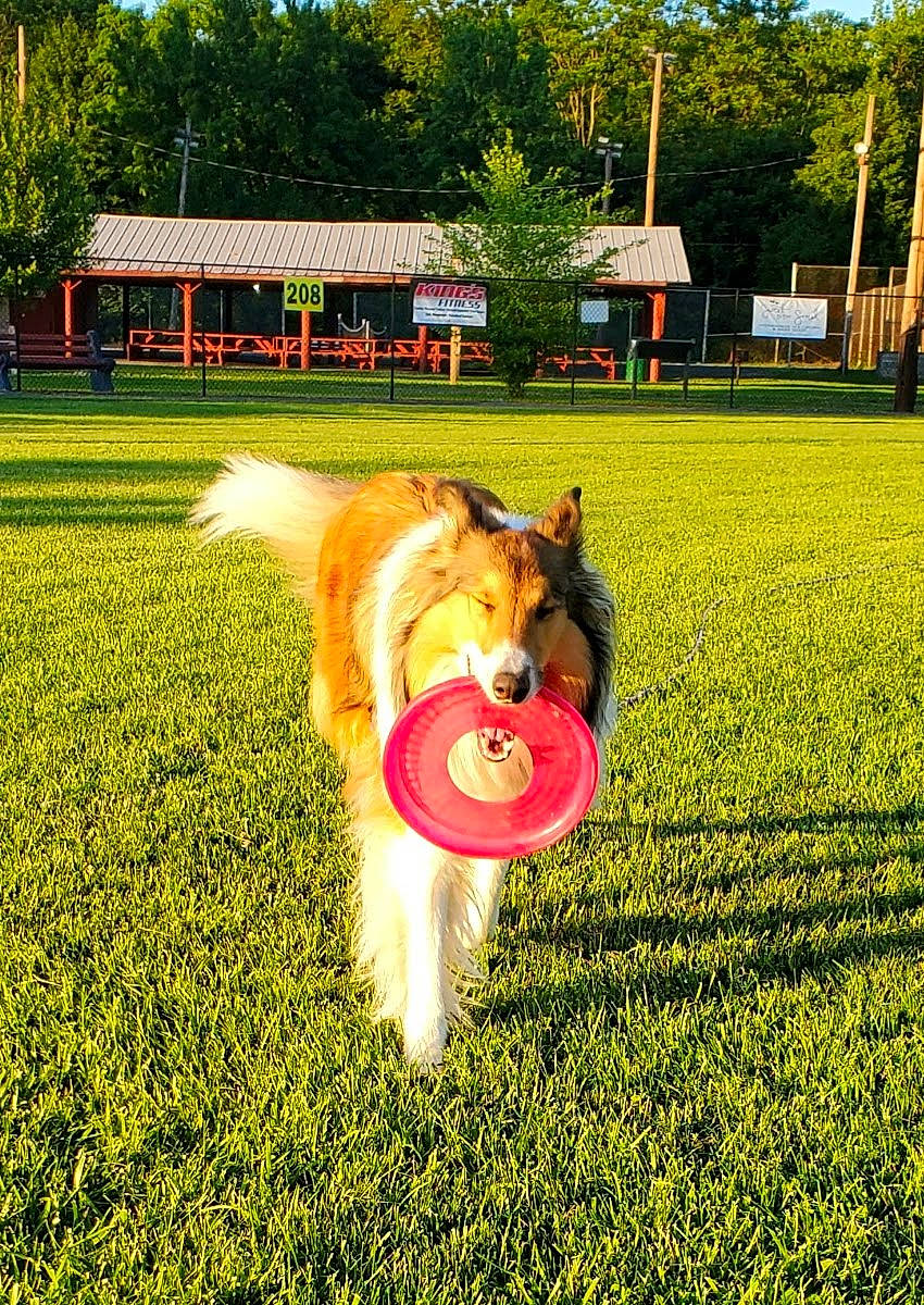 Dandy joined the competition — help win amazing prizes! animal_sports, canidae, carnivore, companion_dog, dog, dog_breed, dog_sports, field, fun, grass, grassland, happy, lawn, leisure, people_in_nature, plant, sporting_group, summer, toy, tree