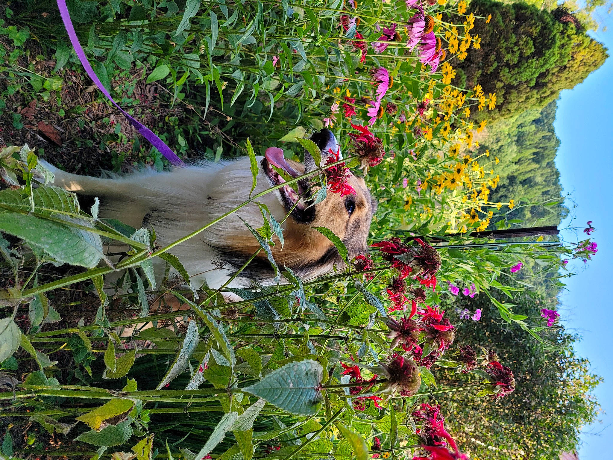 Dandy is registered to the contest to win money with this photo: annual_plant, beak, botany, branch, fawn, flower, flowering_plant, garden, grass, perching_bird, plant, primate, shrub, sky, tail, tree, twig, wildflower, wildlife, wing