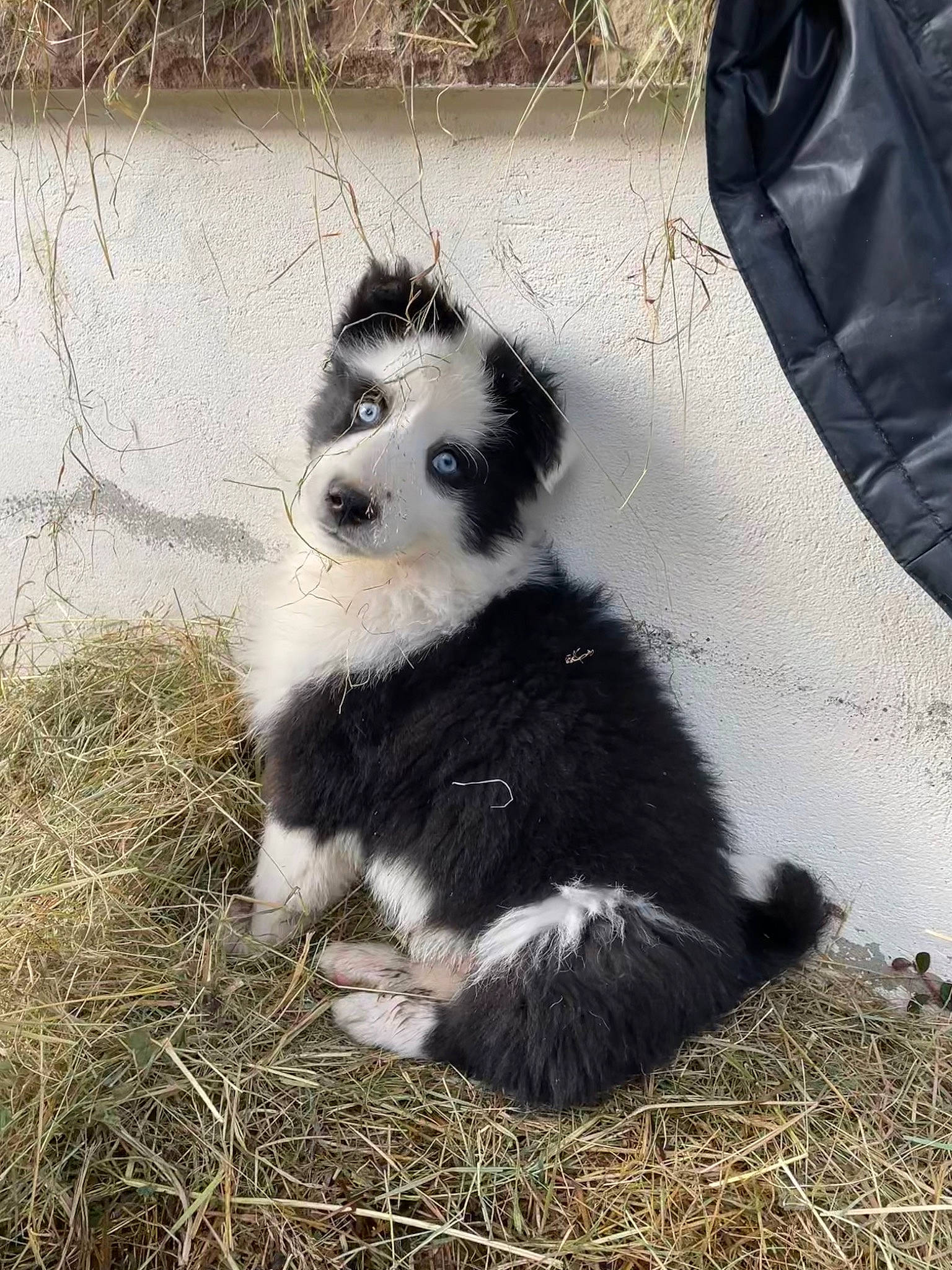 Sun a rejoint le concours — aidez-le/la à gagner de superbes lots ! ancient_dog_breeds, canidae, carnivore, companion_dog, dog, dog_breed, dog_supply, fur, grass, herding_dog, non_sporting_group, plant, soil, tail, terrestrial_animal, toy_dog, whiskers, window, working_animal, working_dog