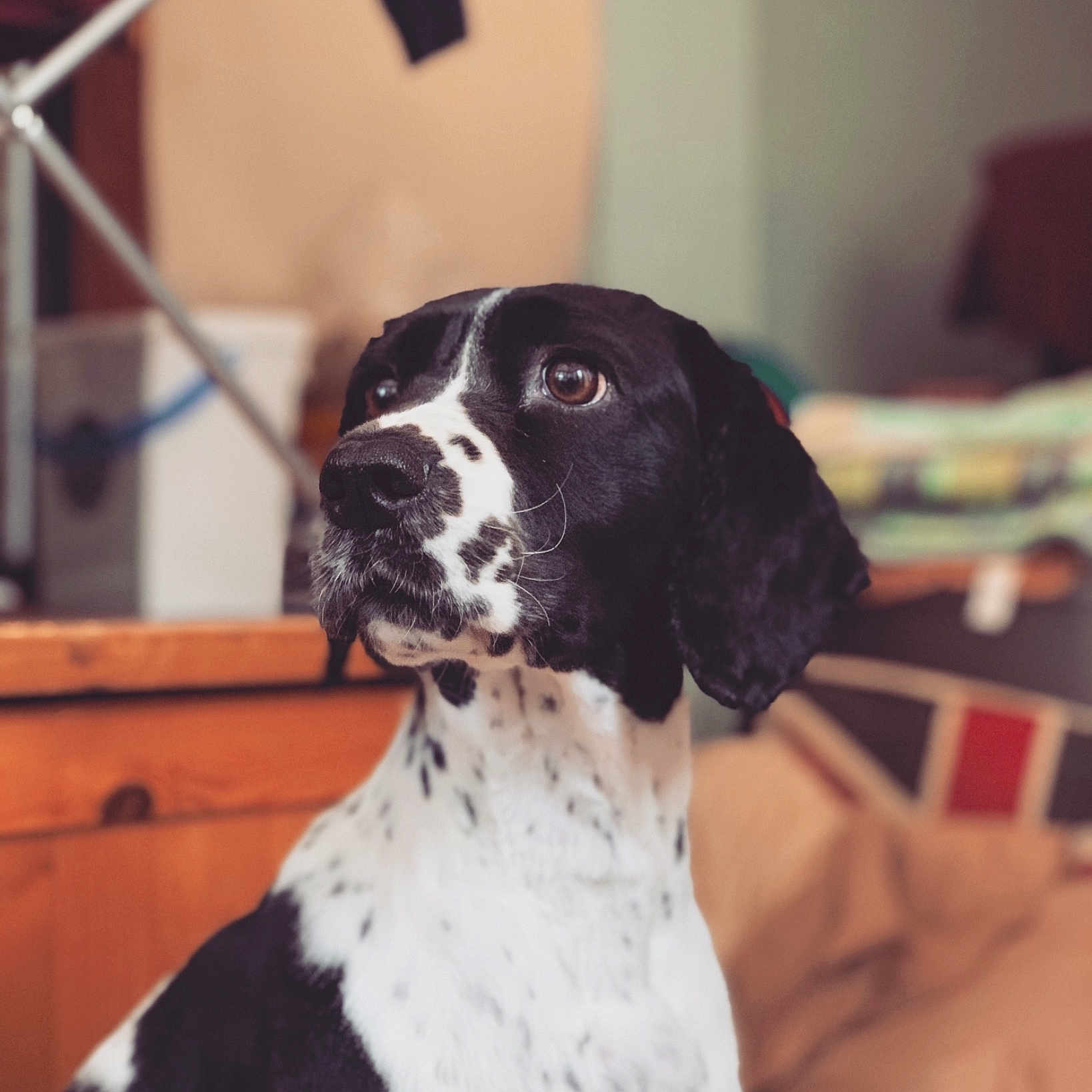 Mia joined the competition — help win amazing prizes! braque_dauvergne, canidae, carnivore, dog, dog_breed, hunting_dog, mammal, old_danish_pointer, pointer, pointing_breed, rare_breed_dog, snout, sporting_group, vertebrate
