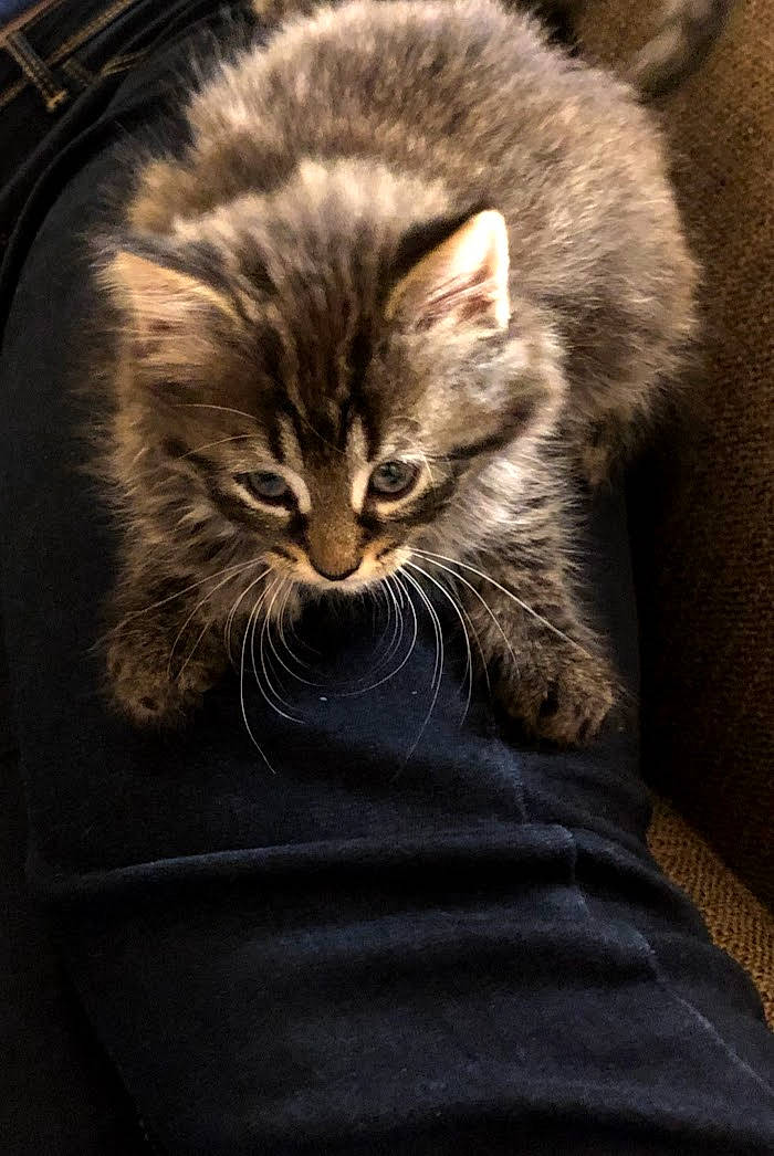 Goober joined the competition — help win amazing prizes! american_curl, asian, british_semi_longhair, carnivore, cat, domestic_short_haired_cat, european_shorthair, eye, felidae, fur, kitten, maine_coon, mammal, norwegian_forest_cat, pixie_bob, siberian, small_to_medium_sized_cats, tabby_cat, whiskers, wild_cat