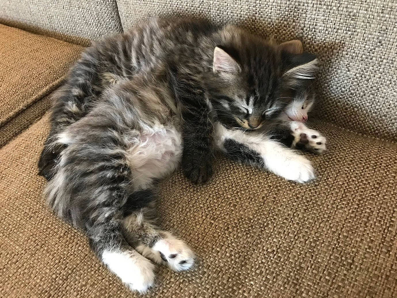 Goober joined the competition — help win amazing prizes! carnivore, cat, claw, domestic_long_haired_cat, domestic_short_haired_cat, dragon_li, european_shorthair, felidae, fur, kitten, maine_coon, mammal, norwegian_forest_cat, paw, pixie_bob, polydactyl_cat, siberian, small_to_medium_sized_cats, tabby_cat, whiskers