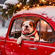Awaï participe au concours pour gagner de l'argent avec cette photo : animal, bulldog, christmas, cozy, cute, dog, festive, holiday_lights, outdoor, pet, pine_branch, puppy, red_car, scarf, seasonal, snow, snowfall, vintage_car, window, winter