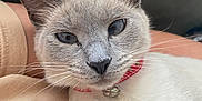 Soot joined the competition — help win amazing prizes! animal_portrait, bell, blue_eyes, cat, close_up, collar, companion, cute, domestic_animal, ears, feline, fur, indoor, lap, person, pet, relaxed, resting, siamese, whiskers