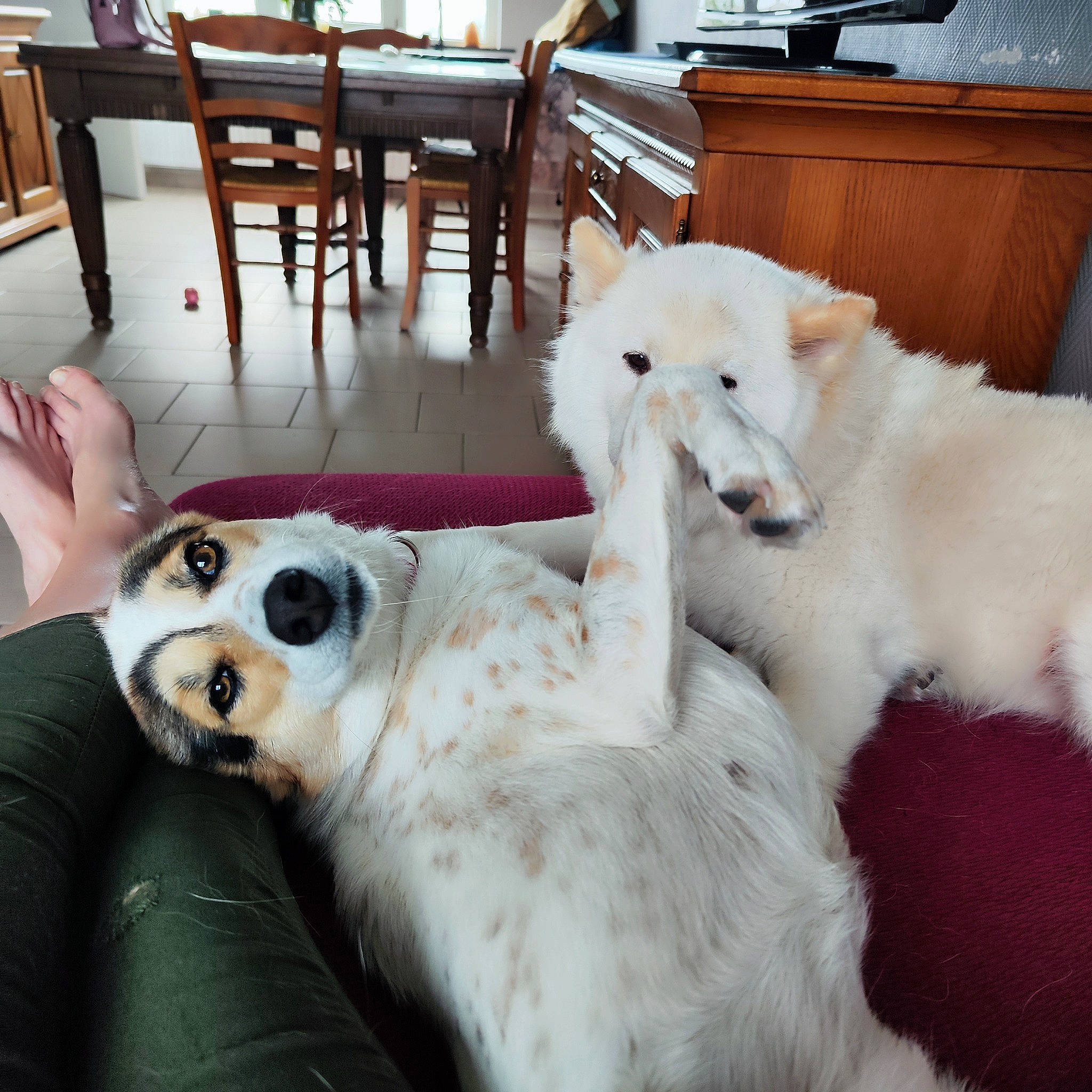 Mila a rejoint le concours — aidez-le/la à gagner de superbes lots ! borzoi, cabinetry, canidae, carnivore, chair, companion_dog, dog, dog_breed, fawn, fur, furniture, mammal, silken_windhound, snout, sporting_group, table, tail, terrestrial_animal, wood, working_animal