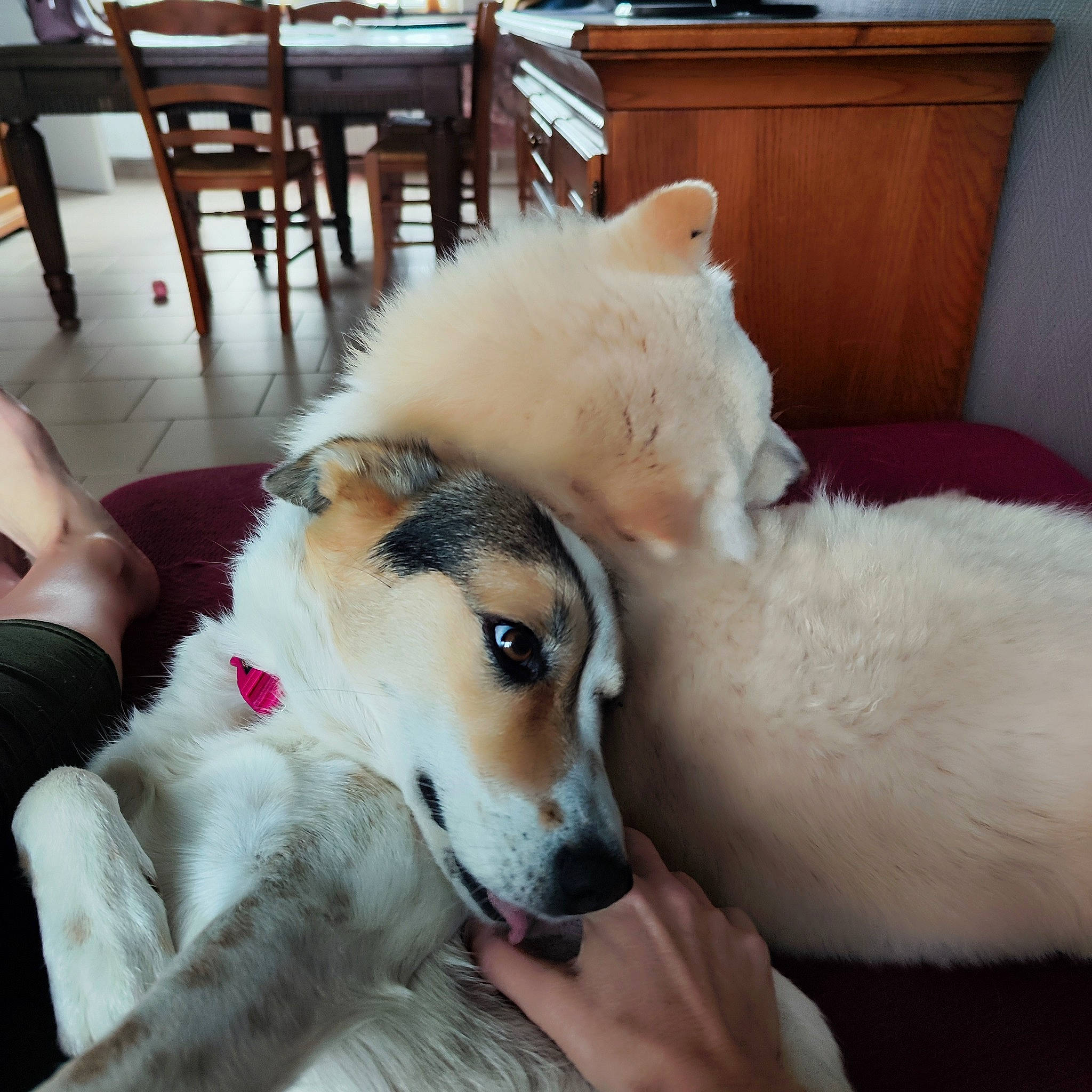 Mila participe au concours pour gagner de l'argent avec cette photo : cabinetry, canidae, carnivore, chair, collar, comfort, companion_dog, couch, dog, dog_breed, fawn, flooring, fur, furniture, snout, sporting_group, table, tail, whiskers, working_animal