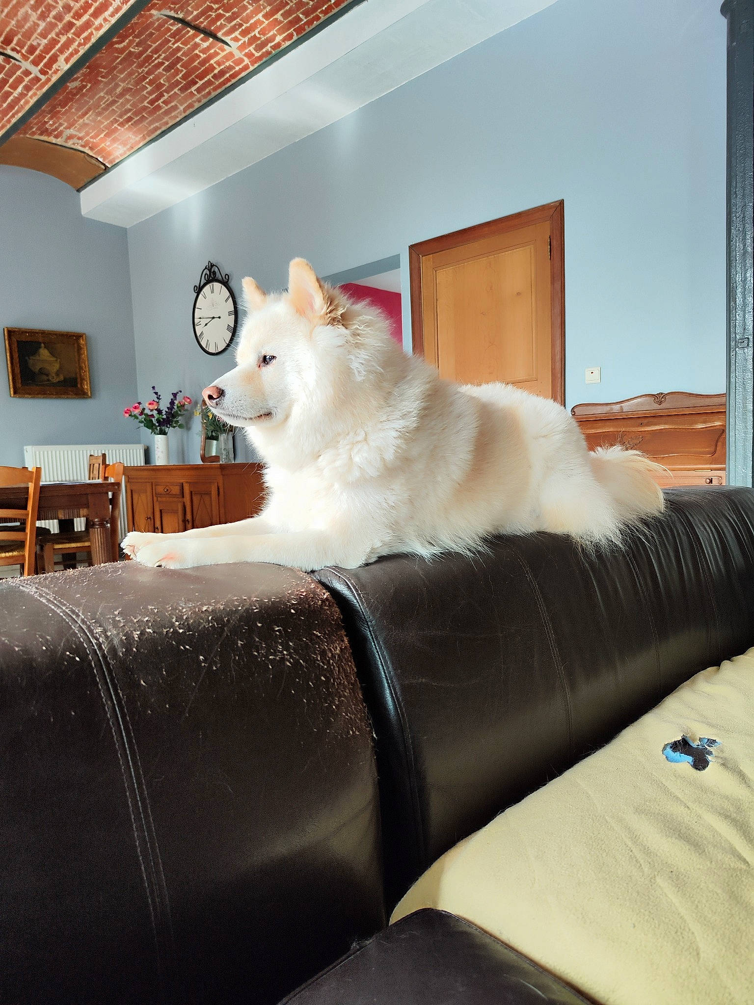 Shiro participe au concours pour gagner de l'argent avec cette photo : carnivore, cat, chair, comfort, companion_dog, couch, fawn, felidae, floor, flooring, fur, hardwood, interior_design, lighting, picture_frame, small_to_medium_sized_cats, tail, whiskers, window, wood