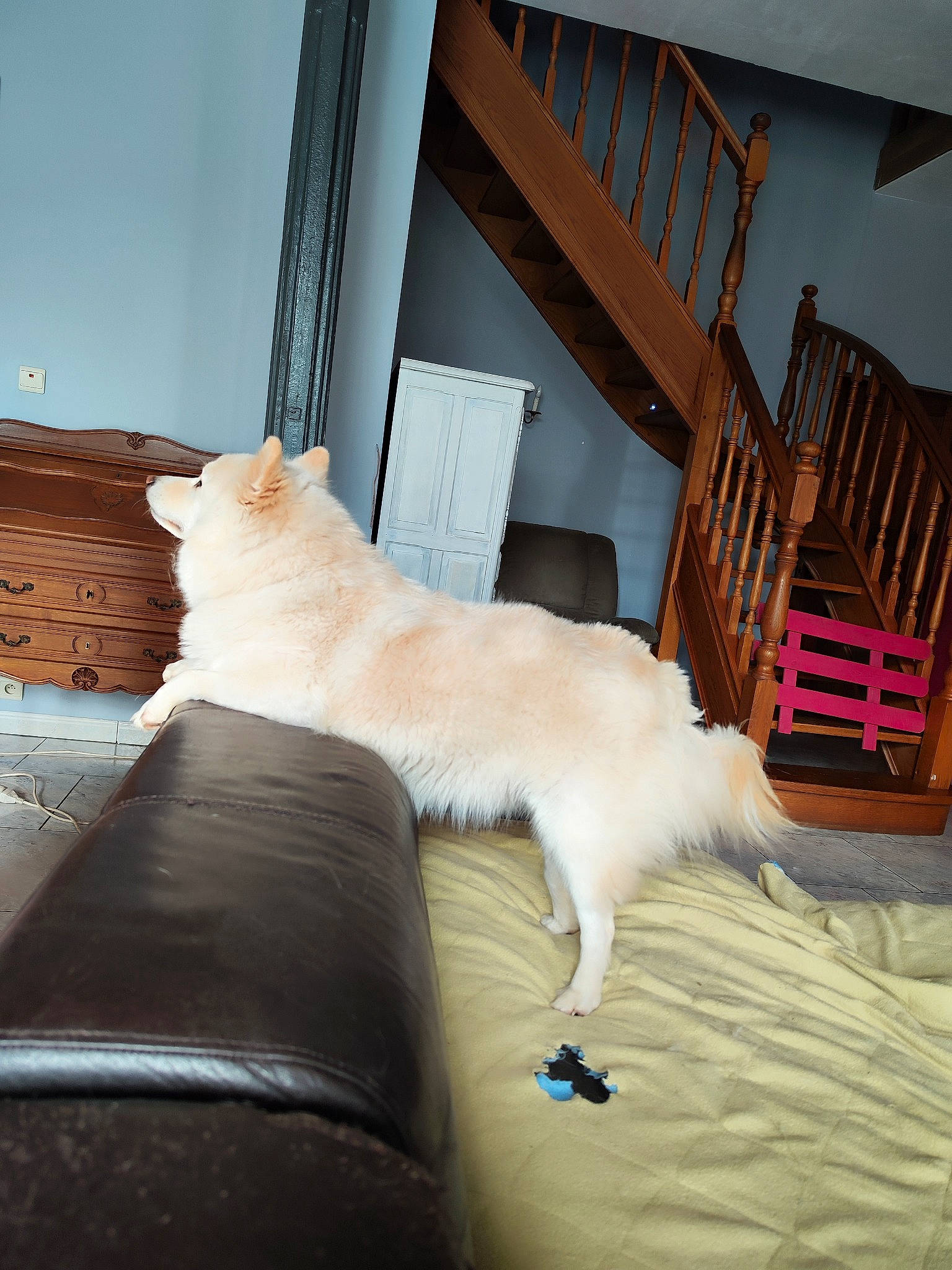 Shiro a rejoint le concours — aidez-le/la à gagner de superbes lots ! canidae, carnivore, cat, chair, comfort, companion_dog, domestic_short_haired_cat, fawn, felidae, floor, flooring, fur, furniture, hardwood, linens, room, small_to_medium_sized_cats, tail, whiskers, wood