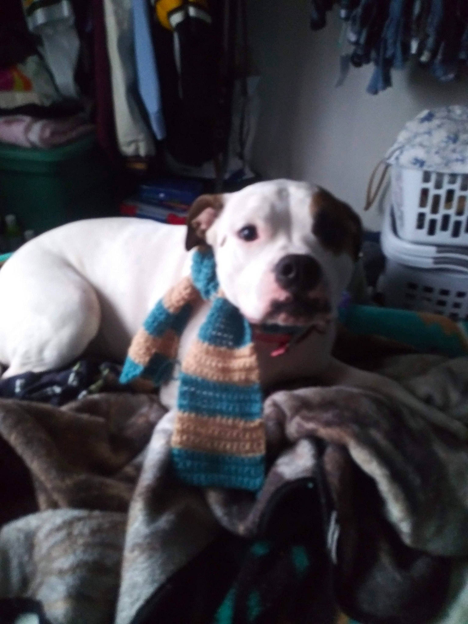 Rowdy Pauly is registered to the contest to win money with this photo: canidae, carnivore, comfort, companion_dog, couch, dalmatian, dog, dog_breed, dog_crate, dog_supply, fawn, fur, guard_dog, home_appliance, kitchen_appliance, linens, mechanical_fan, remote_control, sporting_group, whiskers