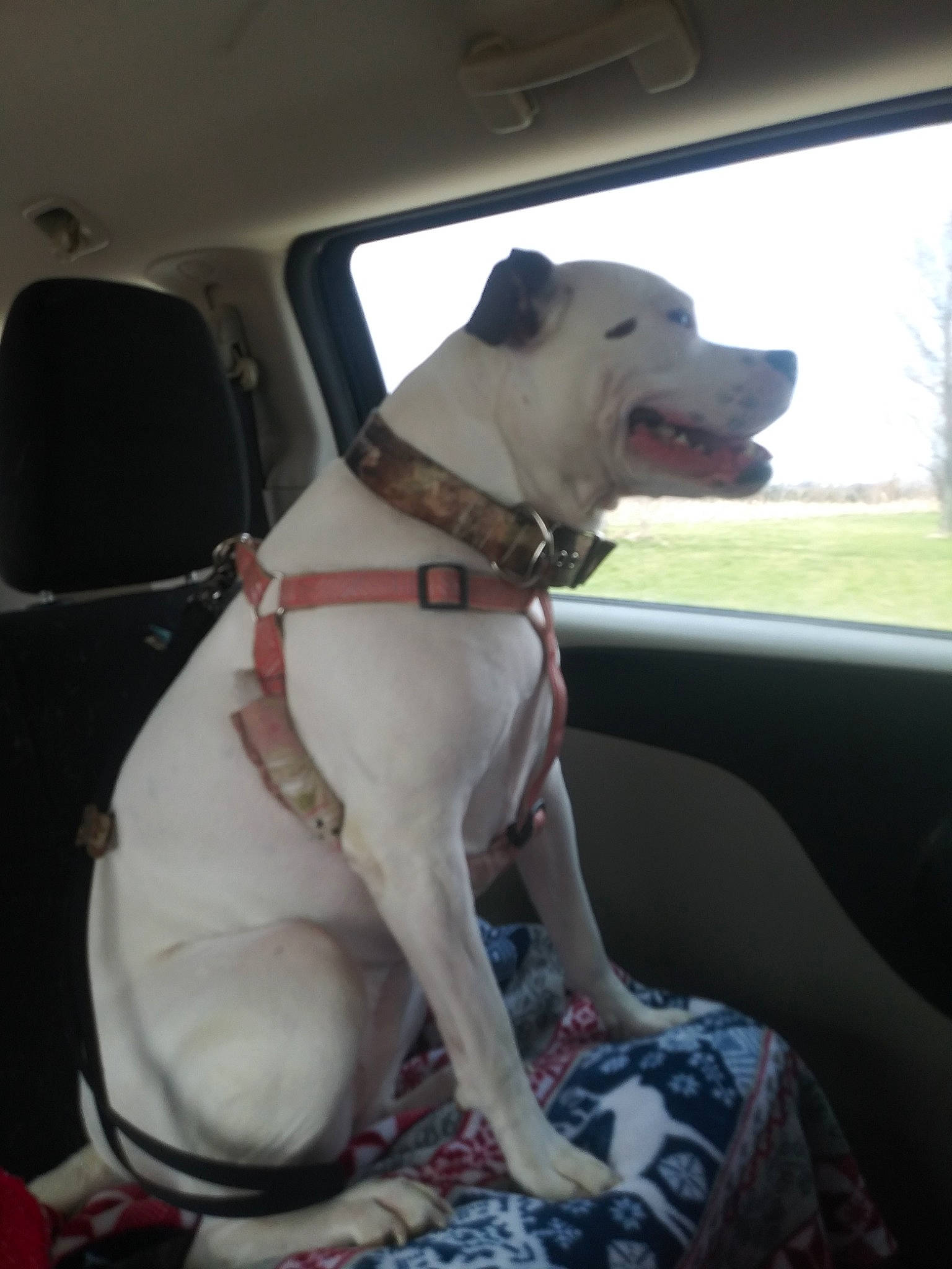 Rowdy Pauly is registered to the contest to win money with this photo: auto_part, canidae, car, car_seat, carnivore, collar, companion_dog, dog, dog_breed, dog_collar, dog_supply, fawn, gun_dog, pet_supply, sky, snout, sporting_group, vehicle_door, windshield, working_animal