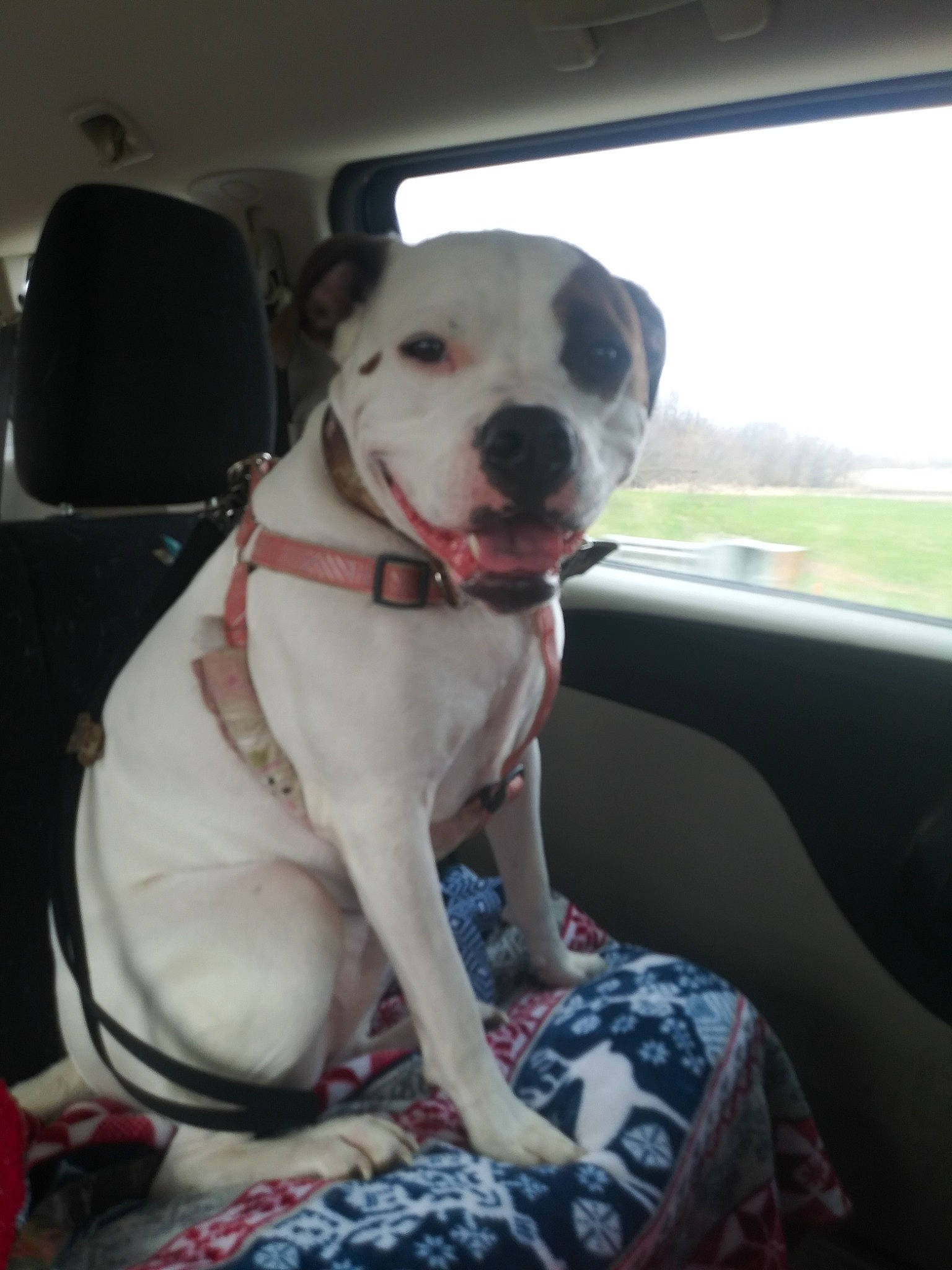 Rowdy Pauly joined the competition — help win amazing prizes! auto_part, canidae, carnivore, collar, comfort, companion_dog, dog, dog_breed, dog_collar, fawn, guard_dog, leash, non_sporting_group, pit_bull, sporting_group, vehicle, whiskers, window, windshield, working_animal