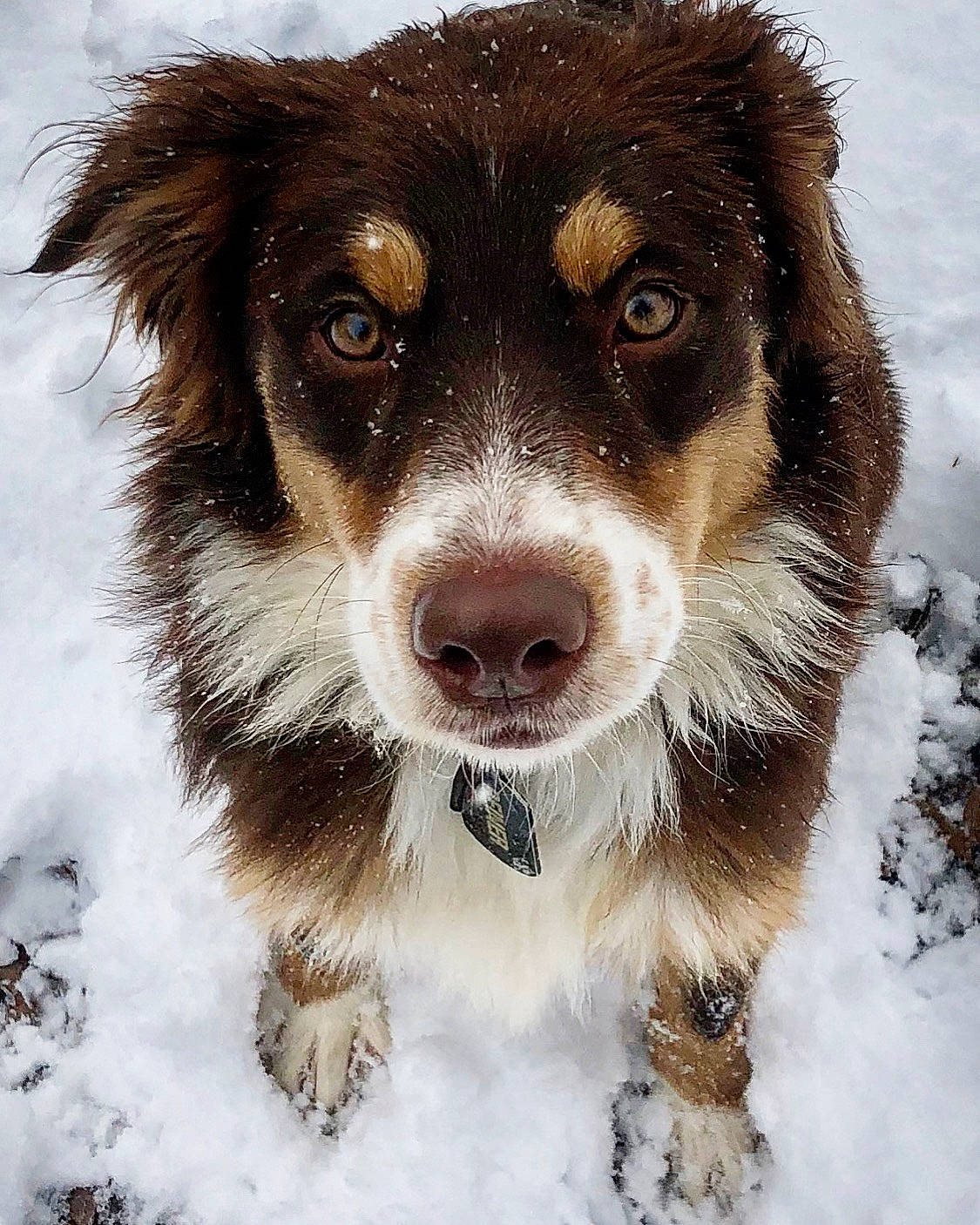 Reiner is registered to the contest to win money with this photo: australian_collie, australian_shepherd, border_collie, canidae, carnivore, companion_dog, dog, dog_breed, english_shepherd, fur, kooikerhondje, mammal, nose, snout, snow, sporting_group, vertebrate, whiskers, winter, working_dog