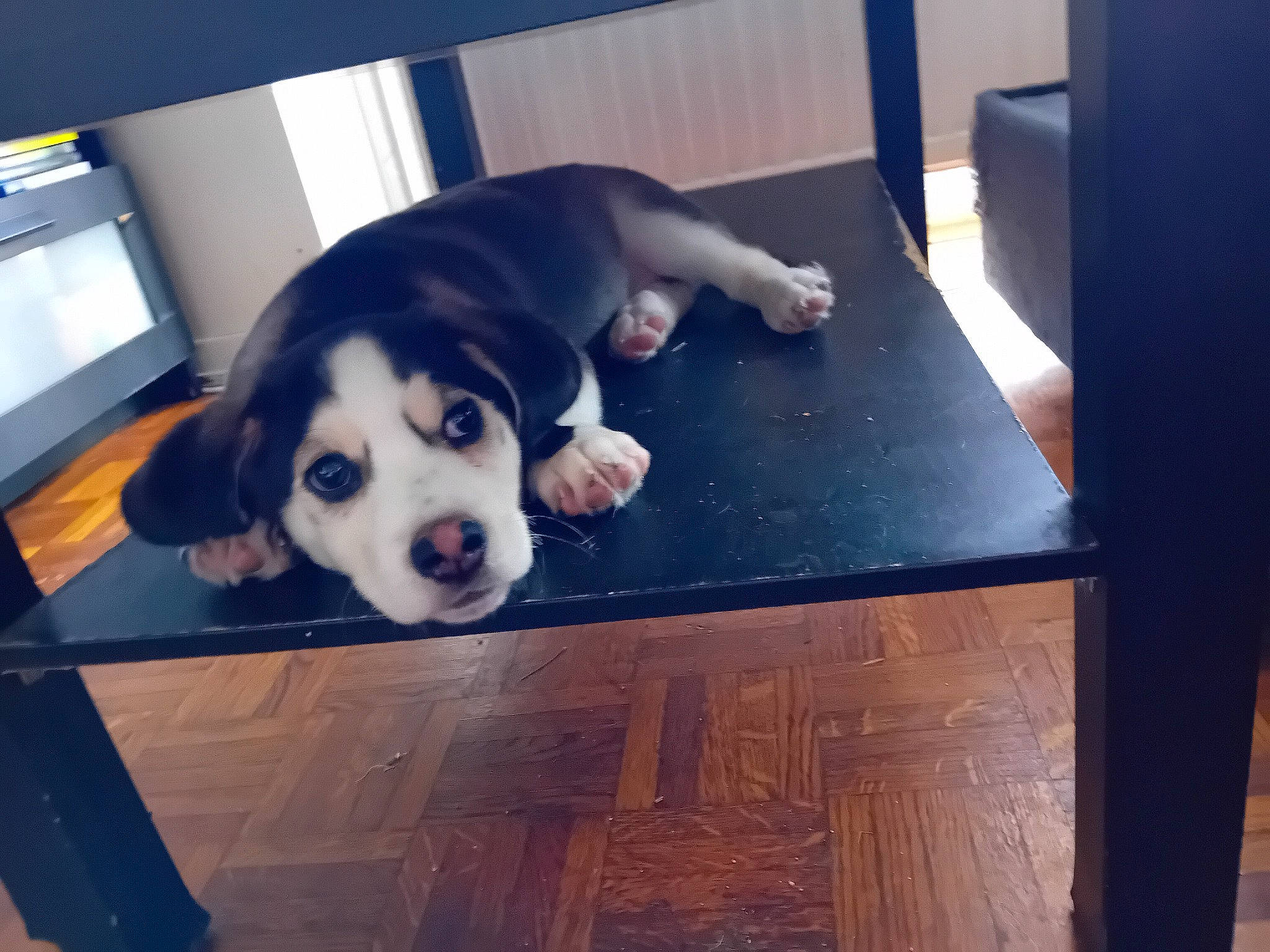 Balto participe au concours pour gagner de l'argent avec cette photo : canidae, carnivore, companion_dog, computer_keyboard, dog, dog_breed, fawn, floor, flooring, fur, hardwood, paw, plank, snout, sporting_group, varnish, vertebrate, wood, wood_stain, working_animal