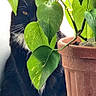 Miya participe au concours pour gagner de l'argent avec cette photo : animal, black_and_white, cat, close_up, cozy, curious, feline, green_leaves, home, indoor, leaf, nature, paw, pet, plant, potted_plant, quiet, sitting, tuxedo_cat, whiskers