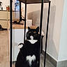 animal, black_and_white, cat, curious, cute, floor, furniture, home, indoor, metal_frame, paws_up, pets, plant, playful, shadow, surprised, television, tuxedo_cat, wall, wide_eyes