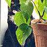 animal, black_fur, cat, close_up, curious, domestic_cat, feline, green_leaves, indoor, leaf, nature, pet, plant, potted_plant, sitting, tuxedo_cat, whiskers, white_paws, window_light, yellow_eyes