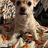animal, bed, blanket, close_up, cute, dog, ears, eyes, face, fur, halloween, indoors, nose, pet, portrait, pumpkins, scruffy, sitting, small_dog, white_dog