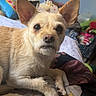 animal, bed, bedding, bedroom, black_nose, brown_eyes, chihuahua, colorful_background, cozy, dog, home, indoors, large_ears, looking_at_camera, pet, portrait, short_hair, sitting, small_dog, tan_fur