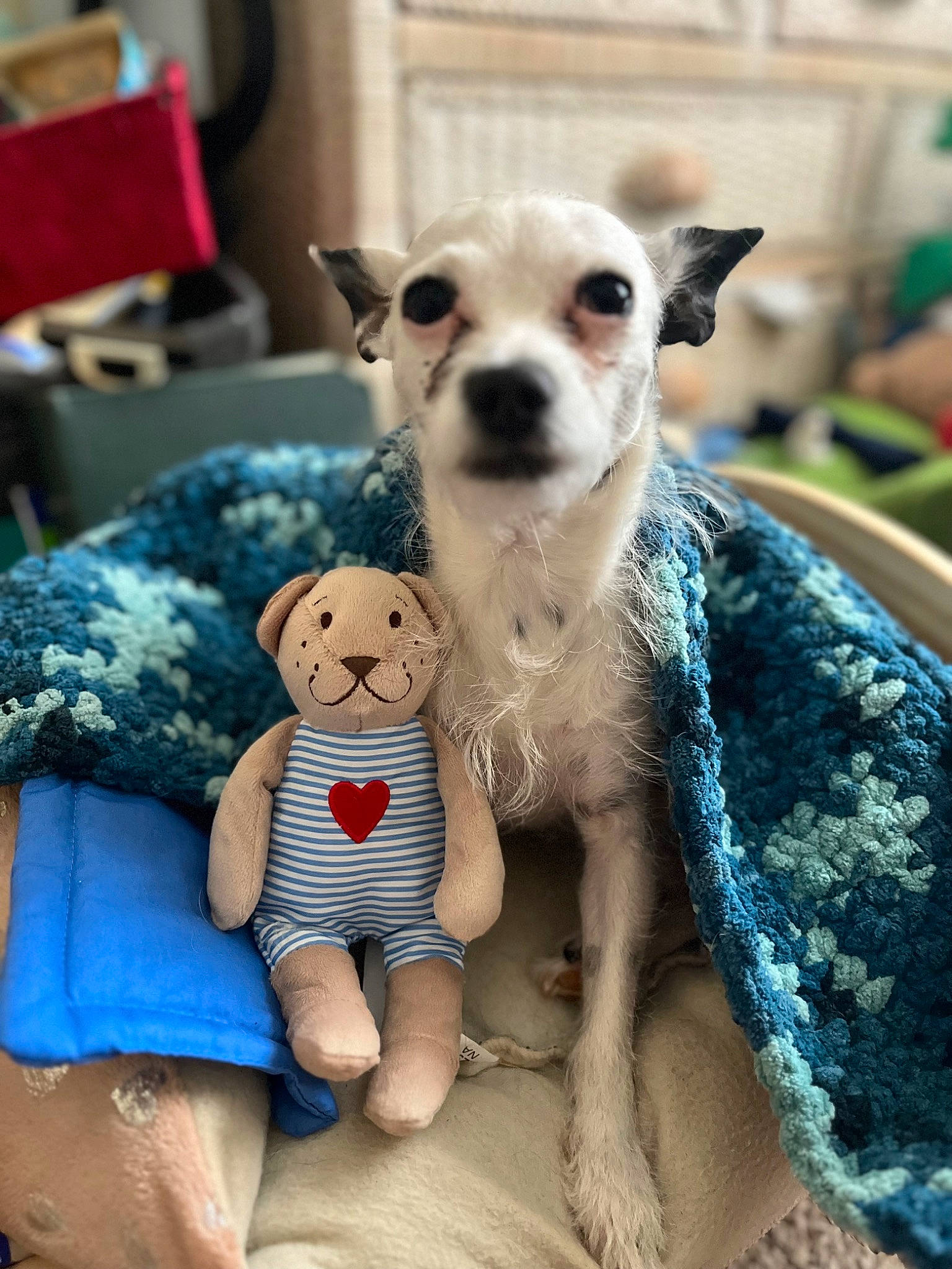 Olive joined the competition — help win amazing prizes! canidae, chair, child, companion_dog, dog_breed, doll, fashion_accessory, fawn, fur, head, headgear, plush, sitting, snout, stuffed_toy, terrestrial_animal, toy, toy_dog, whiskers, wool