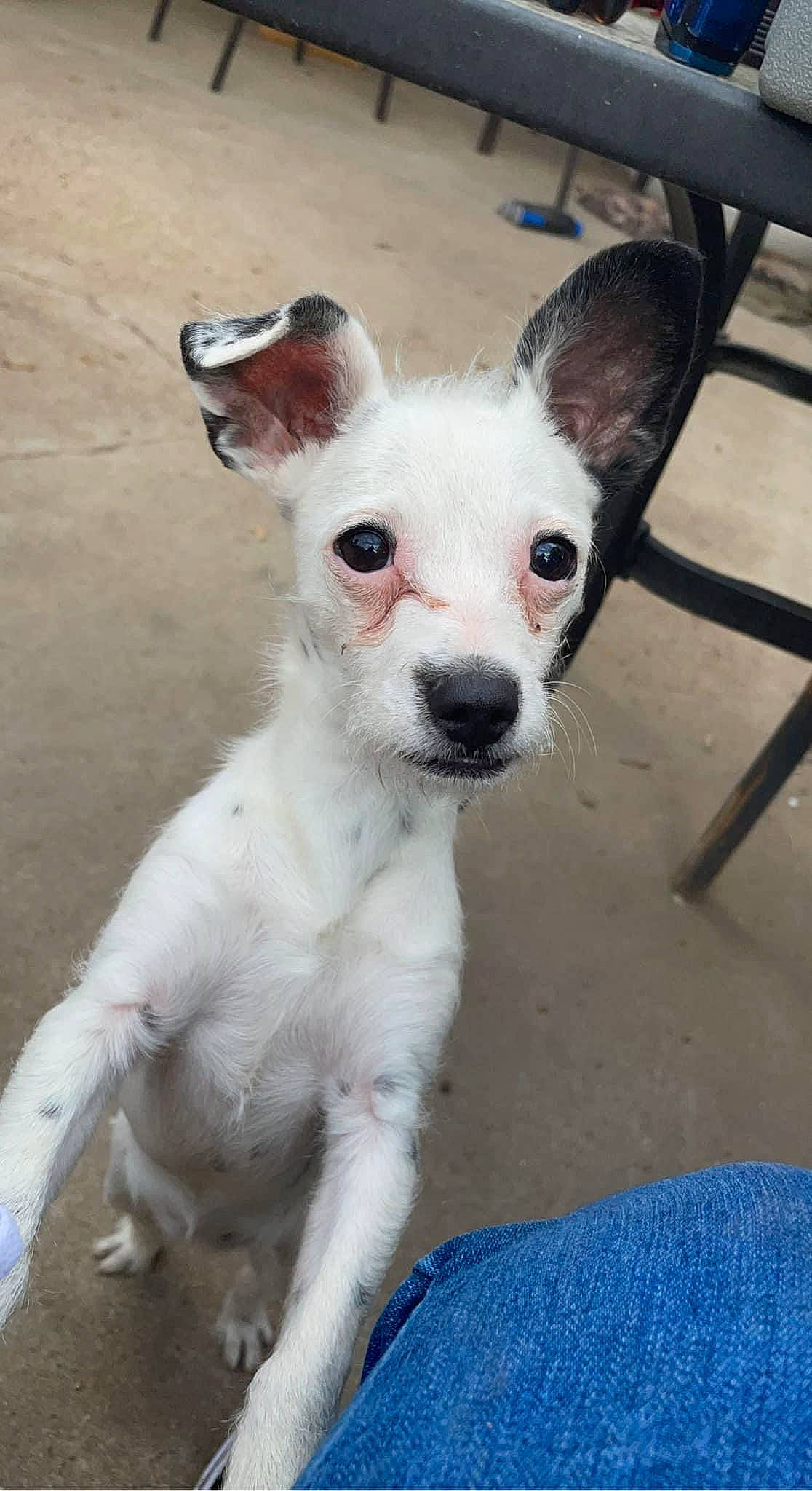 Olive is registered to the contest to win money with this photo: canidae, carnivore, chihuahua, collar, companion_dog, dog, dog_breed, dog_supply, fawn, fur, non_sporting_group, snout, sporting_group, tail, terrestrial_animal, toy_dog, whiskers, working_animal