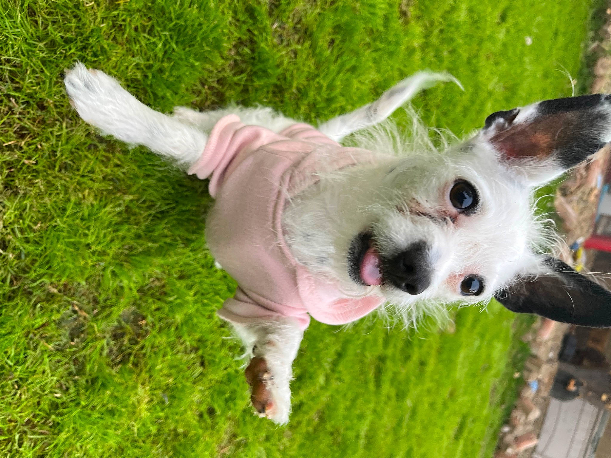 Olive is registered to the contest to win money with this photo: canidae, carnivore, collar, companion_dog, dog, dog_breed, dog_collar, dog_supply, fawn, fur, grass, plant, small_terrier, snout, sporting_group, tail, terrier, toy_dog, whiskers, working_animal