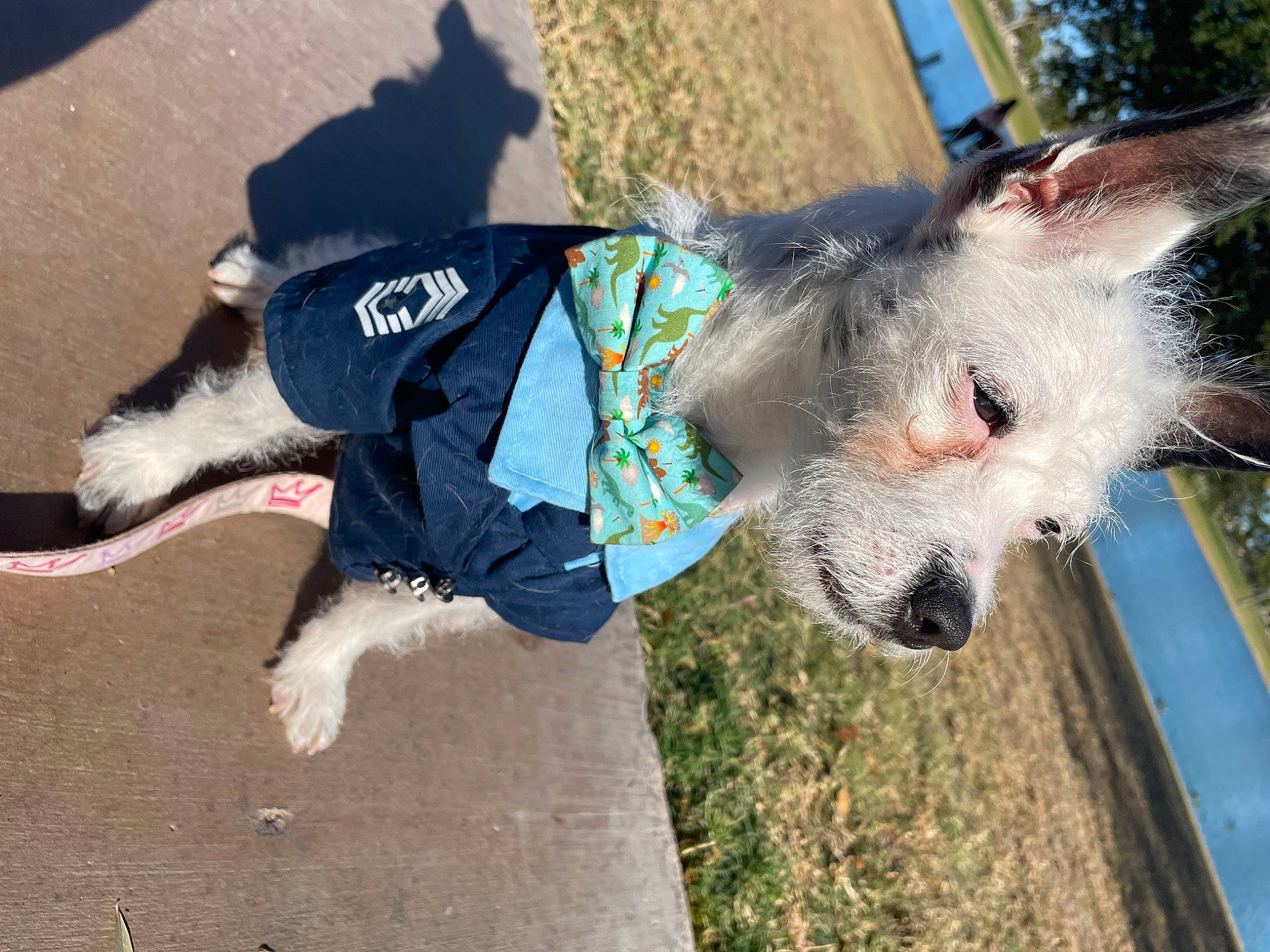 Olive joined the competition — help win amazing prizes! canidae, carnivore, collar, companion_dog, dog, dog_breed, dog_clothes, dog_collar, dog_supply, fashion_accessory, fawn, fur, grass, party_hat, pet_supply, snout, sporting_group, tail, whiskers, working_animal