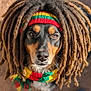 dog, face, portrait, costume, scarf, knitted, dreadlocks, black_and_brown, fur, animal, pet, cute, closeup, outdoor, expression, fashion, colorful, headwear, funny, looking_at_camera