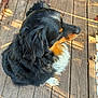 dog, canine, black_fur, tan_fur, white_fur, pet, outdoor, wooden_deck, sunlight, shadow, animal, fur, sitting, side_view, daylight, nature, companion, friendly, relaxed, domestic_animal