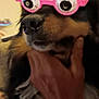dog, glasses, pink, hand, closeup, funny, eyeballs, pet, animal, face, black, brown, white, fur, indoors, cute, portrait, wearing, accessory, holding