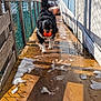 Parker joined the competition — help win amazing prizes! dog, ball, snow, wooden_walkway, fence, sunlight, shadow, outdoor, pet, playful, wet_surface, black_dog, white_dog, long_fur, narrow_path, daylight, animal, fetch, toy, happy