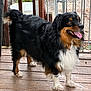 dog, black, tan, white, fur, tongue, deck, wood, outdoor, pet, canine, fence, happy, animal, standing, ears, eyes, tail, collar, yard