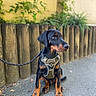 Rakan a rejoint le concours — aidez-le/la à gagner de superbes lots ! dog, doberman, black_and_tan, puppy, sitting, outdoor, leash, harness, pavement, wooden_fence, plants, greenery, garden, portrait, pet, animal, ears, brown_markings, sharp_focus, daylight