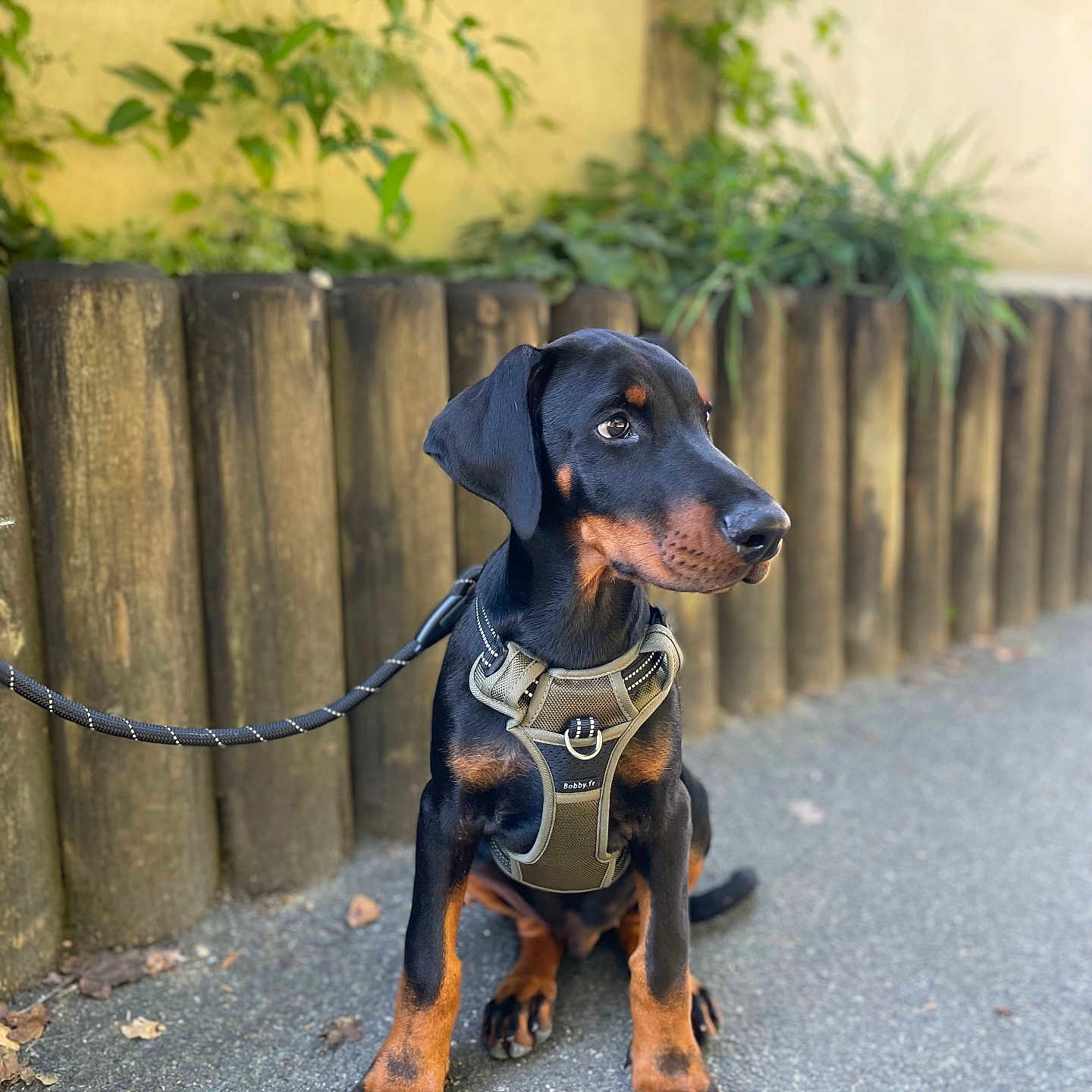 Rakan a rejoint le concours — aidez-le/la à gagner de superbes lots ! dog, doberman, black_and_tan, puppy, sitting, outdoor, leash, harness, pavement, wooden_fence, plants, greenery, garden, portrait, pet, animal, ears, brown_markings, sharp_focus, daylight