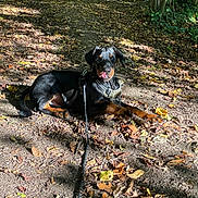 Rakan participe au concours pour gagner de l'argent avec cette photo : dog, doberman, black_and_tan, pet, animal, forest, woodland, trail, outdoors, leash, harness, lying_down, sitting, tongue_out, alert, portrait, sunlight, fallen_leaves, nature, walk